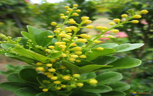 Yellow laurel flower wallpaper from Chrome web store to be run with OffiDocs Chromium online Yellow laurel flower wallpaper from Chrome web store to be run with OffiDocs Chromium online