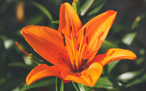 Yellow lilies from Chrome web store to be run with OffiDocs Chromium online Yellow lilies from Chrome web store to be run with OffiDocs Chromium online