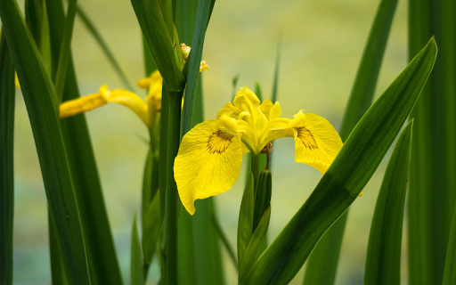 Yellow orchids from Chrome web store to be run with OffiDocs Chromium online Yellow orchids from Chrome web store to be run with OffiDocs Chromium online