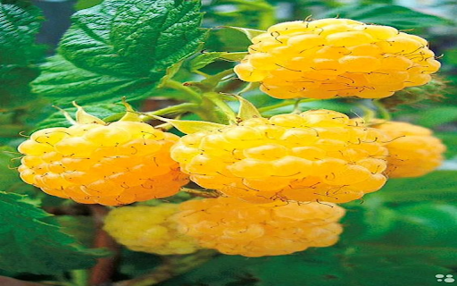 Yellow raspberry wallpaper from Chrome web store to be run with OffiDocs Chromium online Yellow raspberry wallpaper from Chrome web store to be run with OffiDocs Chromium online