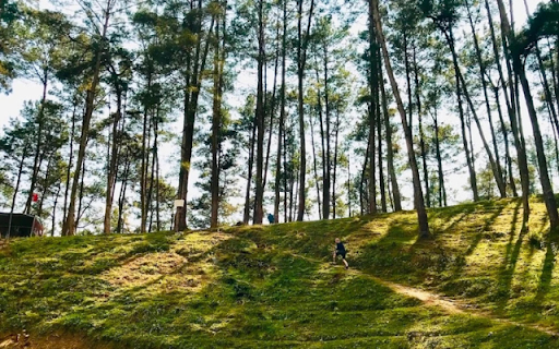 Yen Minh Pine Forest – The Dreamy Green Wonderland of Ha Giang from Chrome web store to be run with OffiDocs Chromium online Yen Minh Pine Forest – The Dreamy Green Wonderland of Ha Giang from Chrome web store to be run with OffiDocs Chromium online