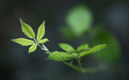 Young branches and leaves from Chrome web store to be run with OffiDocs Chromium online Young branches and leaves from Chrome web store to be run with OffiDocs Chromium online