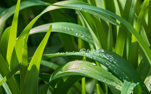 Young Grass Leaves from Chrome web store to be run with OffiDocs Chromium online Young Grass Leaves from Chrome web store to be run with OffiDocs Chromium online