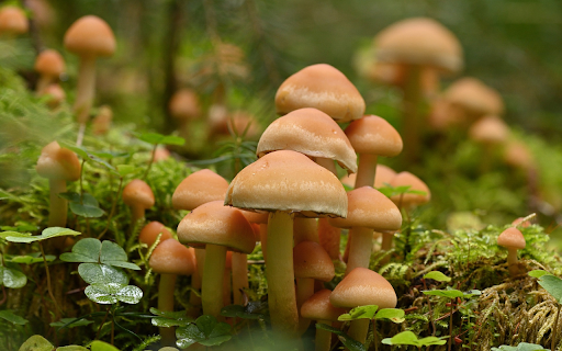 young mushroom from Chrome web store to be run with OffiDocs Chromium online young mushroom from Chrome web store to be run with OffiDocs Chromium online