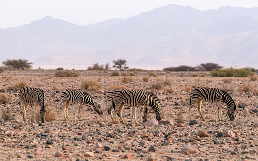 ZEBRA Theme from Chrome web store to be run with OffiDocs Chromium online ZEBRA Theme from Chrome web store to be run with OffiDocs Chromium online
