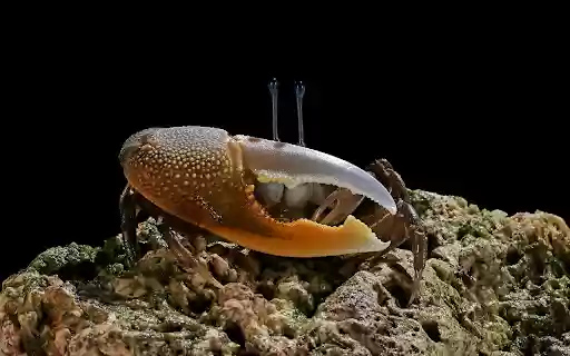 A bright yellow crab stands out. from Chrome web store to be run with OffiDocs Chromium online A bright yellow crab stands out. from Chrome web store to be run with OffiDocs Chromium online