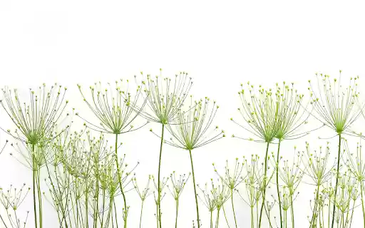 Airplane flowers and grass from Chrome web store to be run with OffiDocs Chromium online Airplane flowers and grass from Chrome web store to be run with OffiDocs Chromium online