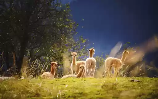 Beautiful herd of alpacas from Chrome web store to be run with OffiDocs Chromium online Beautiful herd of alpacas from Chrome web store to be run with OffiDocs Chromium online