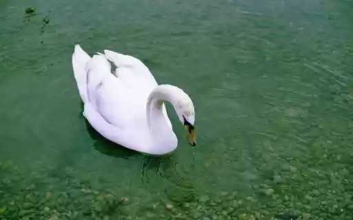 Beautiful White Swan from Chrome web store to be run with OffiDocs Chromium online Beautiful White Swan from Chrome web store to be run with OffiDocs Chromium online