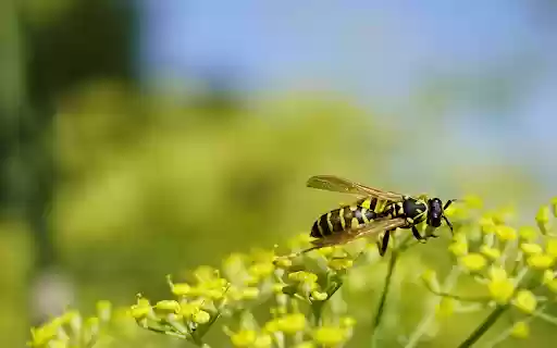 Bee on small yellow flower from Chrome web store to be run with OffiDocs Chromium online Bee on small yellow flower from Chrome web store to be run with OffiDocs Chromium online