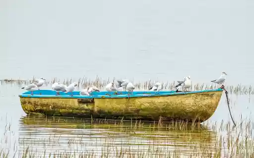 Bird boat from Chrome web store to be run with OffiDocs Chromium online Bird boat from Chrome web store to be run with OffiDocs Chromium online