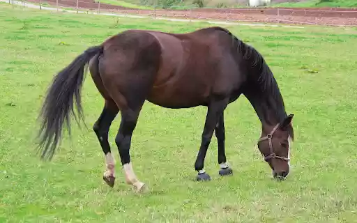 Black brown horse with white legs from Chrome web store to be run with OffiDocs Chromium online Black brown horse with white legs from Chrome web store to be run with OffiDocs Chromium online