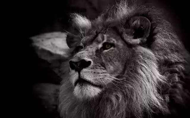 Black Lion Theme from Chrome web store to be run with OffiDocs Chromium online Black Lion Theme from Chrome web store to be run with OffiDocs Chromium online