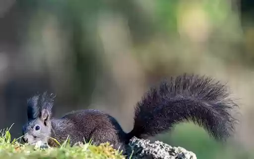 Black Squirrel from Chrome web store to be run with OffiDocs Chromium online Black Squirrel from Chrome web store to be run with OffiDocs Chromium online