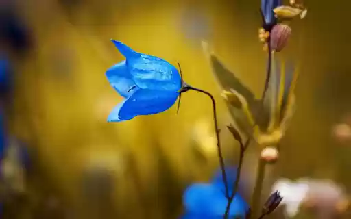 Blue bell flower from Chrome web store to be run with OffiDocs Chromium online Blue bell flower from Chrome web store to be run with OffiDocs Chromium online
