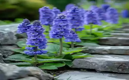 Blue delphinium wallpaper from Chrome web store to be run with OffiDocs Chromium online Blue delphinium wallpaper from Chrome web store to be run with OffiDocs Chromium online