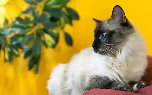 Blue eyed Siamese cat from Chrome web store to be run with OffiDocs Chromium online Blue eyed Siamese cat from Chrome web store to be run with OffiDocs Chromium online
