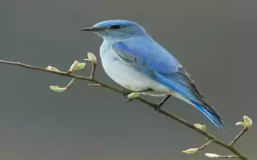 blue feather bird wallpaper from Chrome web store to be run with OffiDocs Chromium online blue feather bird wallpaper from Chrome web store to be run with OffiDocs Chromium online