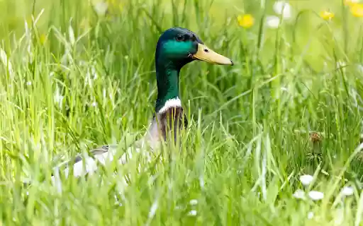 Blue necked duck from Chrome web store to be run with OffiDocs Chromium online Blue necked duck from Chrome web store to be run with OffiDocs Chromium online