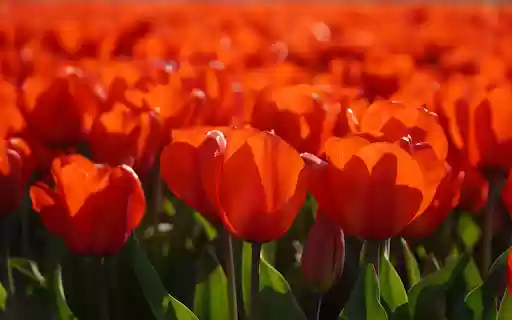 bright red tulips from Chrome web store to be run with OffiDocs Chromium online bright red tulips from Chrome web store to be run with OffiDocs Chromium online