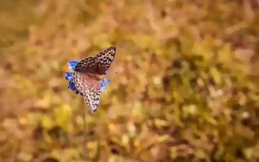 Brown butterfly from Chrome web store to be run with OffiDocs Chromium online Brown butterfly from Chrome web store to be run with OffiDocs Chromium online
