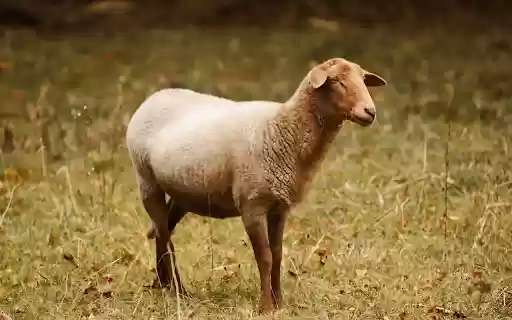 Brown sheep from Chrome web store to be run with OffiDocs Chromium online Brown sheep from Chrome web store to be run with OffiDocs Chromium online