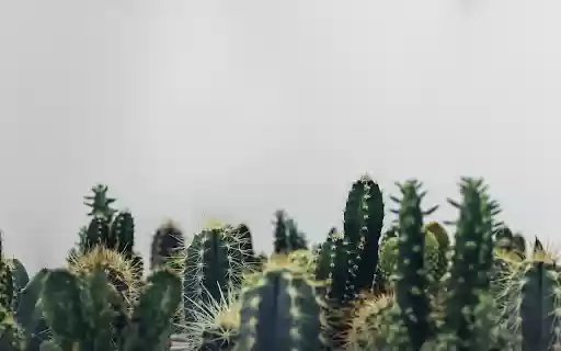 Cactus dust from Chrome web store to be run with OffiDocs Chromium online Cactus dust from Chrome web store to be run with OffiDocs Chromium online