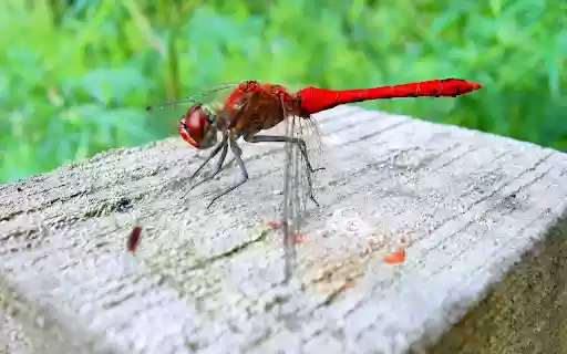 Chili Dragonfly from Chrome web store to be run with OffiDocs Chromium online Chili Dragonfly from Chrome web store to be run with OffiDocs Chromium online