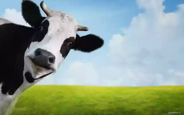Cow from Chrome web store to be run with OffiDocs Chromium online Cow from Chrome web store to be run with OffiDocs Chromium online