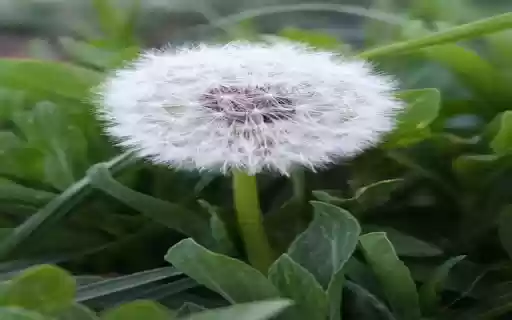 Dandelion wallpaper from Chrome web store to be run with OffiDocs Chromium online Dandelion wallpaper from Chrome web store to be run with OffiDocs Chromium online