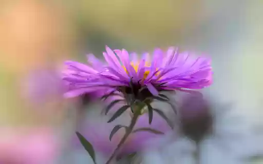 Delicate flower petals from Chrome web store to be run with OffiDocs Chromium online Delicate flower petals from Chrome web store to be run with OffiDocs Chromium online