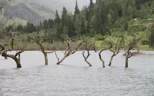 Dry trees are flooded from Chrome web store to be run with OffiDocs Chromium online Dry trees are flooded from Chrome web store to be run with OffiDocs Chromium online