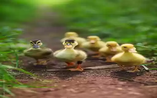 Duckling wallpaper from Chrome web store to be run with OffiDocs Chromium online Duckling wallpaper from Chrome web store to be run with OffiDocs Chromium online