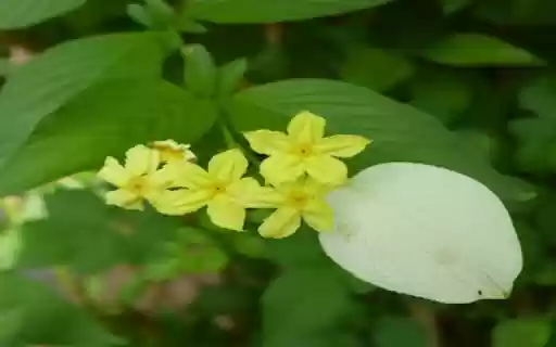 Dwarf yellow mussaenda wallpapers from Chrome web store to be run with OffiDocs Chromium online Dwarf yellow mussaenda wallpapers from Chrome web store to be run with OffiDocs Chromium online