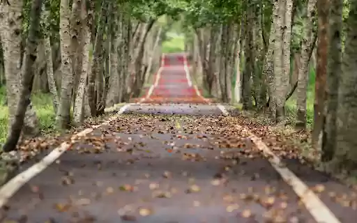 Falling leaf path from Chrome web store to be run with OffiDocs Chromium online Falling leaf path from Chrome web store to be run with OffiDocs Chromium online