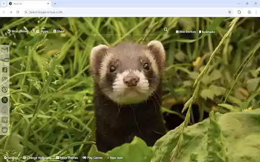 Ferret Wallpaper from Chrome web store to be run with OffiDocs Chromium online Ferret Wallpaper from Chrome web store to be run with OffiDocs Chromium online