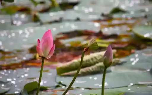 first lotus of the season from Chrome web store to be run with OffiDocs Chromium online first lotus of the season from Chrome web store to be run with OffiDocs Chromium online