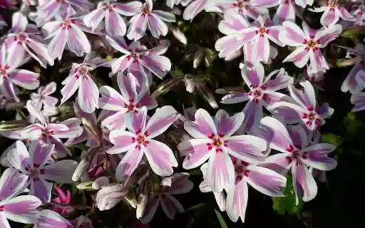 Five petal flower from Chrome web store to be run with OffiDocs Chromium online Five petal flower from Chrome web store to be run with OffiDocs Chromium online