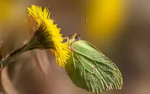 Flowers and butterflies leaves from Chrome web store to be run with OffiDocs Chromium online Flowers and butterflies leaves from Chrome web store to be run with OffiDocs Chromium online