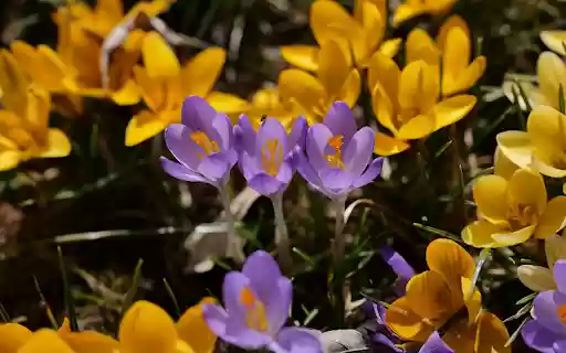 Flowers and purple flowers from Chrome web store to be run with OffiDocs Chromium online Flowers and purple flowers from Chrome web store to be run with OffiDocs Chromium online