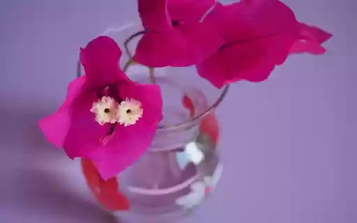 Flowers within flowers from Chrome web store to be run with OffiDocs Chromium online Flowers within flowers from Chrome web store to be run with OffiDocs Chromium online