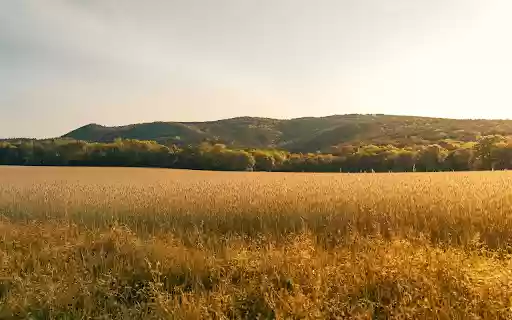 Golden Harvest Calm from Chrome web store to be run with OffiDocs Chromium online Golden Harvest Calm from Chrome web store to be run with OffiDocs Chromium online