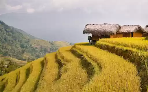 Golden Rice Terraces from Chrome web store to be run with OffiDocs Chromium online Golden Rice Terraces from Chrome web store to be run with OffiDocs Chromium online