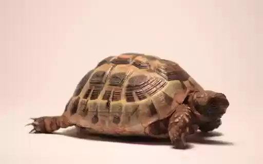 Golden Turtle from Chrome web store to be run with OffiDocs Chromium online Golden Turtle from Chrome web store to be run with OffiDocs Chromium online