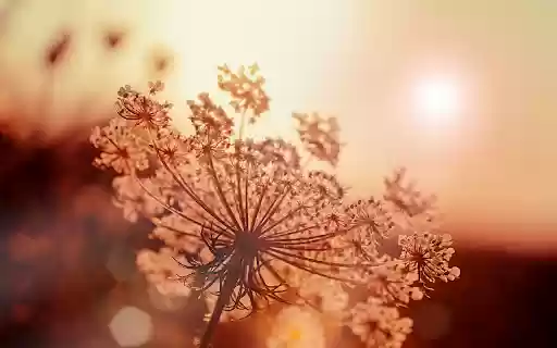 Grass flowers in the sun from Chrome web store to be run with OffiDocs Chromium online Grass flowers in the sun from Chrome web store to be run with OffiDocs Chromium online