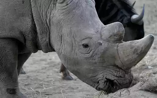 Gray and white rhinoceros from Chrome web store to be run with OffiDocs Chromium online Gray and white rhinoceros from Chrome web store to be run with OffiDocs Chromium online