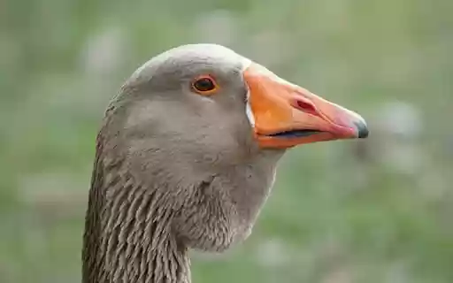 GRAY GOOSE THEME from Chrome web store to be run with OffiDocs Chromium online GRAY GOOSE THEME from Chrome web store to be run with OffiDocs Chromium online