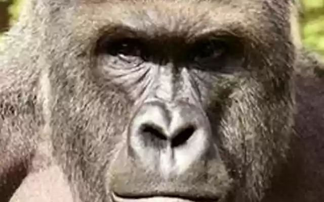 Harambe Theme from Chrome web store to be run with OffiDocs Chromium online Harambe Theme from Chrome web store to be run with OffiDocs Chromium online