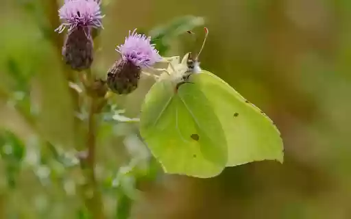 Hidden butterfly from Chrome web store to be run with OffiDocs Chromium online Hidden butterfly from Chrome web store to be run with OffiDocs Chromium online