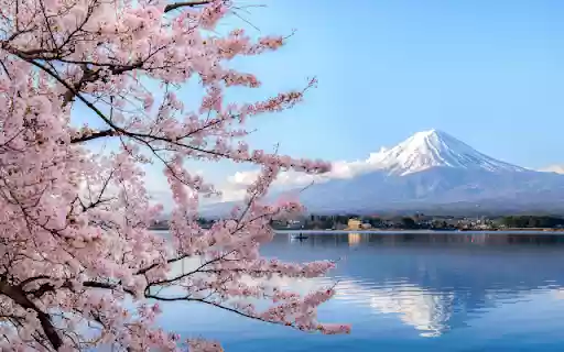 Introduction to the Cherry Blossom and Mount Fuji Theme from Chrome web store to be run with OffiDocs Chromium online Introduction to the Cherry Blossom and Mount Fuji Theme from Chrome web store to be run with OffiDocs Chromium online